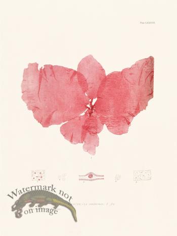 Bradbury Seaweed 087